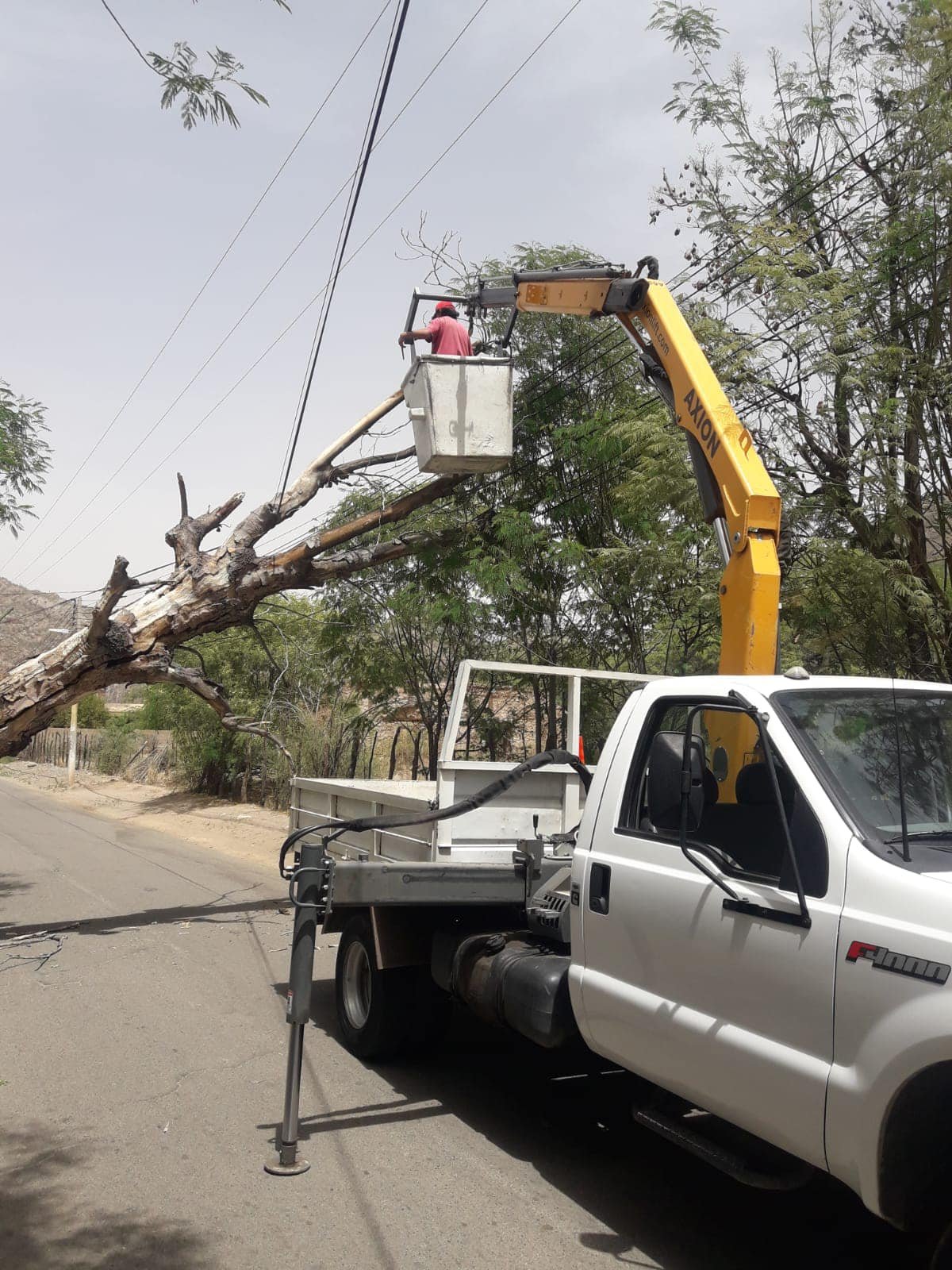 El Fuerte Viento Provoc La Ca Da De Rboles Y Postes En El