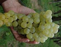 La Riojana destacó la cepa emblema, el Torrontés Riojano