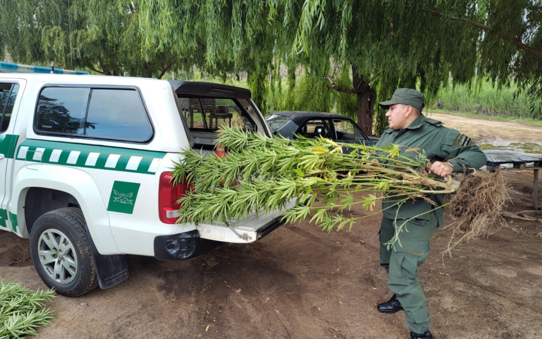 Secuestraron 15 plantas de marihuana