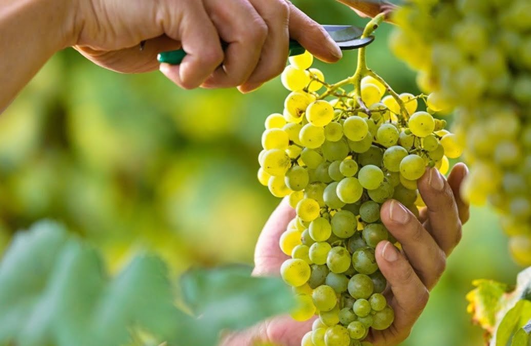 El miércoles 8 se lanza oficialmente la vendimia, informó el presidente de Cooperativa La Riojana