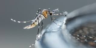 La Rioja tiene 333 casos de dengue acumulados confirmados por laboratorio