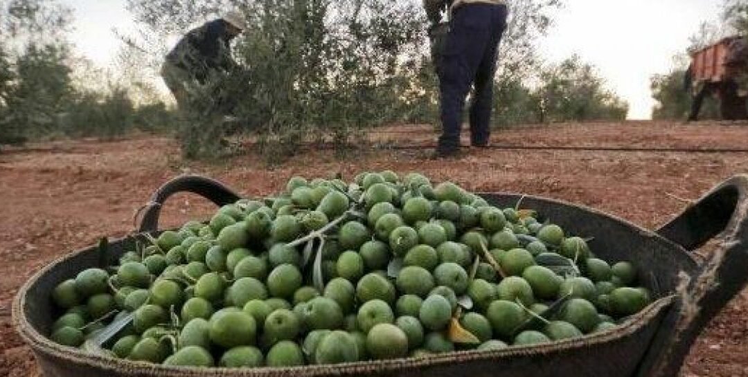 La Rioja se prepara para recibir a unos 8 mil cosecheros de otras provincias