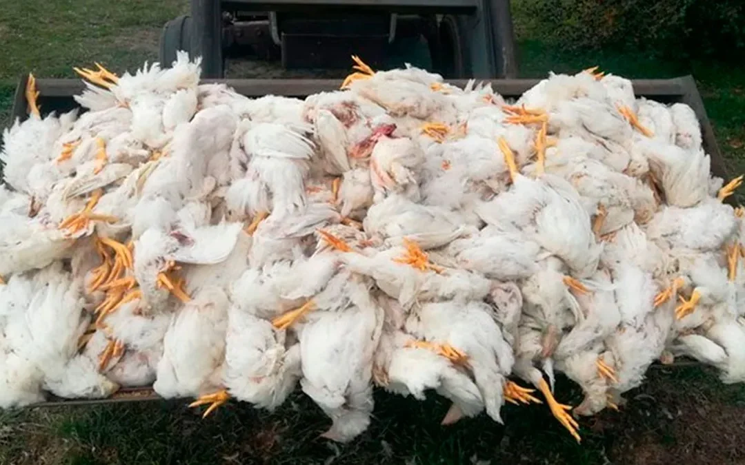 Por un nuevo caso de gripe aviar deberán sacrificar 11 mil gallinas ponedoras