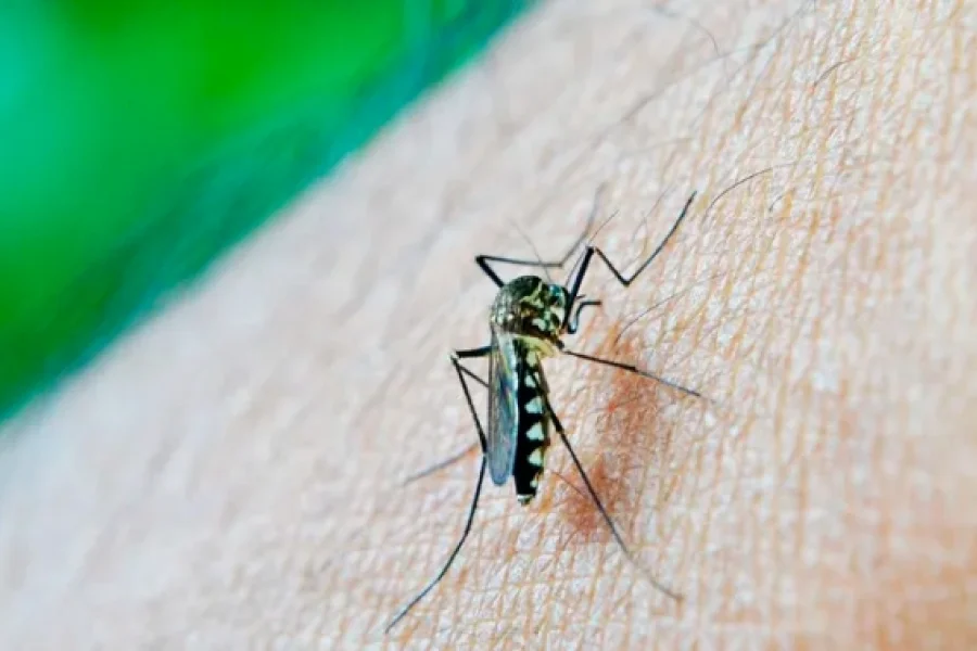 La Rioja aún no registra casos de Dengue