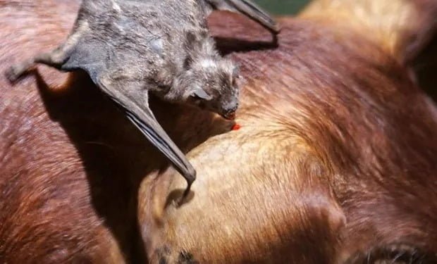 SENASA de la Provincia ya vacunó más de 5 mil cabezas de ganado para prevenir la rabia