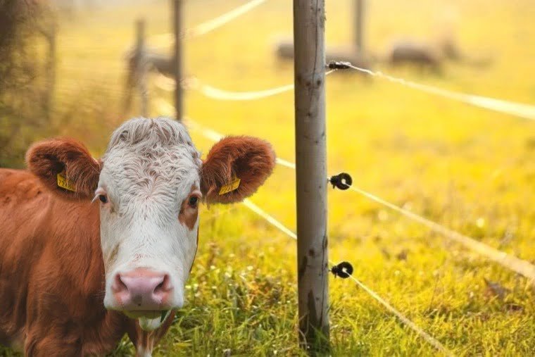 Ganadería provincial entregó boyeros solares a productores minifundistas