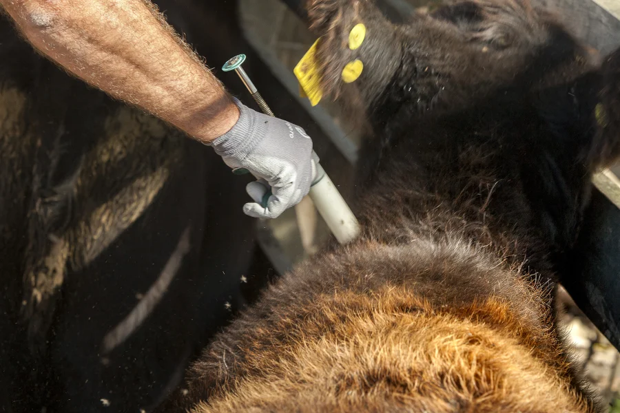 Brote de rabia en Tilimuqui: Autoridades informaron que ya se vacunaron más de 2 mil animales