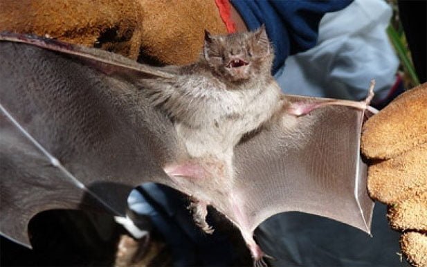 Rabia en Tilimuqui: SENASA se encuentran estudiando vampiros de la zona para disminuir contagios