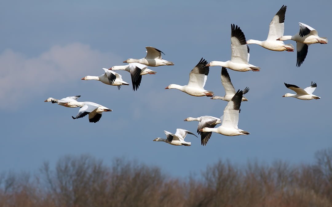 Ambiente provincial expresó preocupación ante la captura de aves autóctonas y caza furtiva