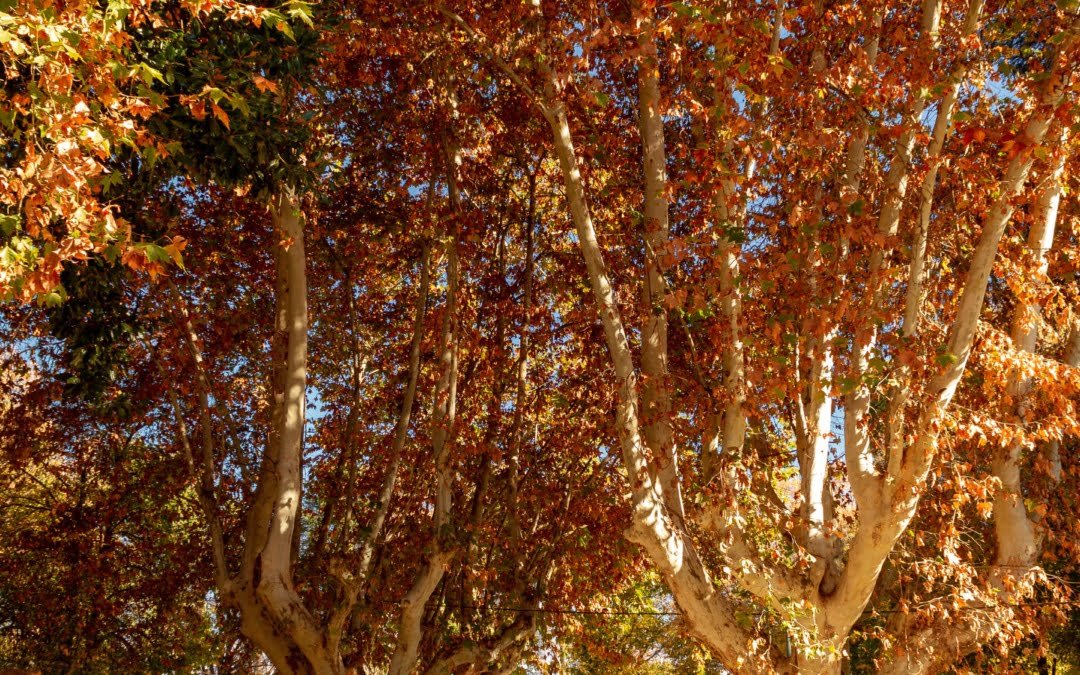 Jardín de Infantes Nº 81 concientizó en Plaza Principal sobre igualdad y violencia de género