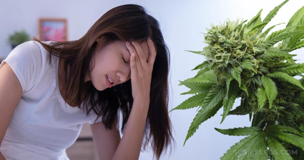 Comenzó el estudio clínico para el tratamiento de migraña con aceite de cannabis