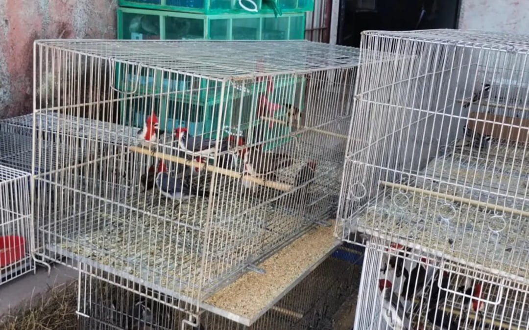 Capital: Decomisan más de 200 aves de un domicilio