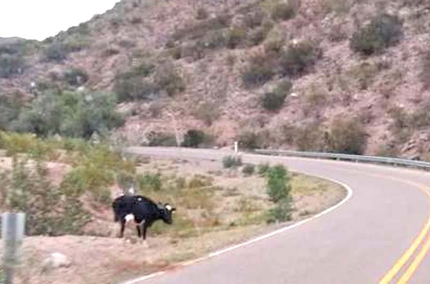 Animales sueltos: Concejal pidió al municipio aplicar la ordenanza vigente para prevenir accidentes