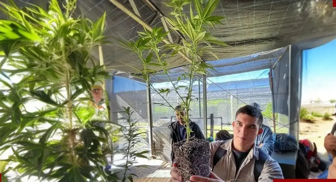 Agrogenética Riojana lidera la formación en cannabis con su Diplomatura en la UNdeC