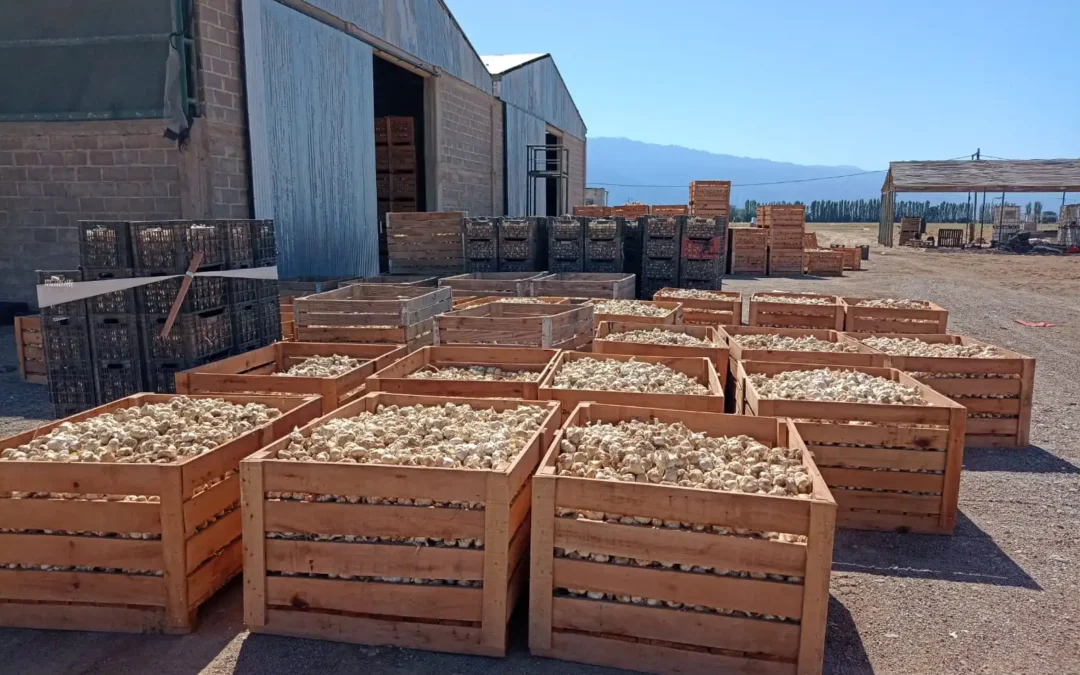 Hortícola Riojana exportó más de 90 mil kilos de ajo a Brasil