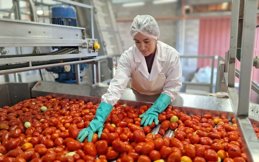 Agroandina estima llegar este año a los 40 millones de kilos de tomates procesados