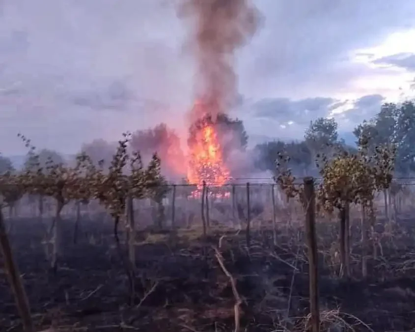 Incendio por quema de pastizales, destruyó varios viñedos en Malligasta