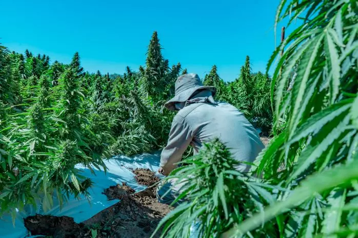 Destacan el crecimiento exponencial de la industria cannábica en La Rioja durante el 2023