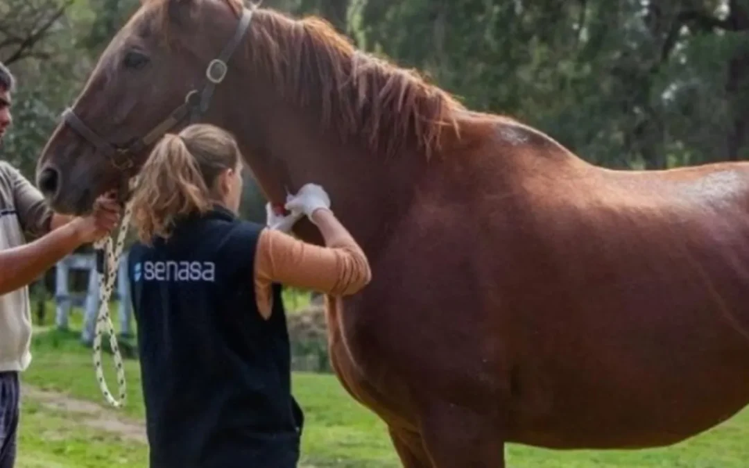 Encefalomielitis equina: Alerta en la provincia ante casos en tres departamentos
