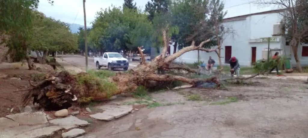 Realizan levantamiento de árboles caídos en Malligasta tras el temporal