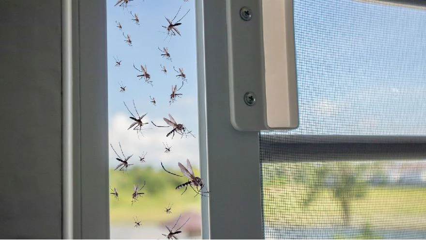 Buenos Aires en alerta por invasión de mosquitos: Vecinos temen aumento de casos de dengue