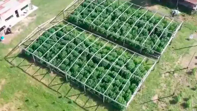 Santa Fe: Fuerzas federales detuvieron a un barrabrava que administraba un campo ilegal de marihuana