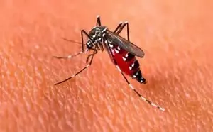 Dengue en Chilecito: El Hospital confirmó 14 casos, y aseguraron que se encuentran con tareas de vigilancia en las zonas afectadas