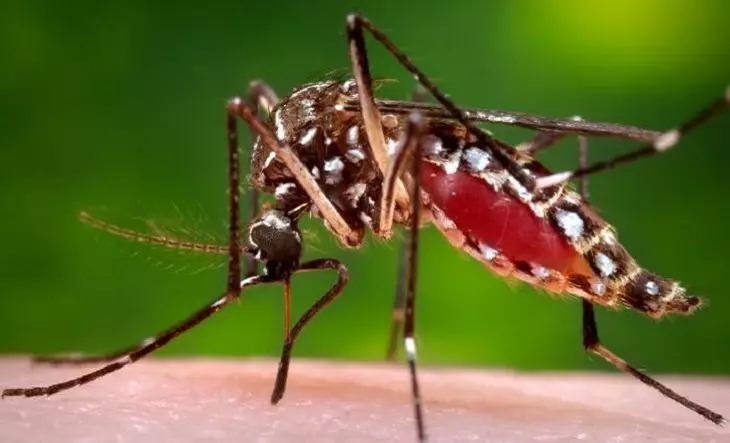 Dengue: Destacaron la importancia de eliminar a los mosquitos en las viviendas, para prevenir contagios de la enfermedad