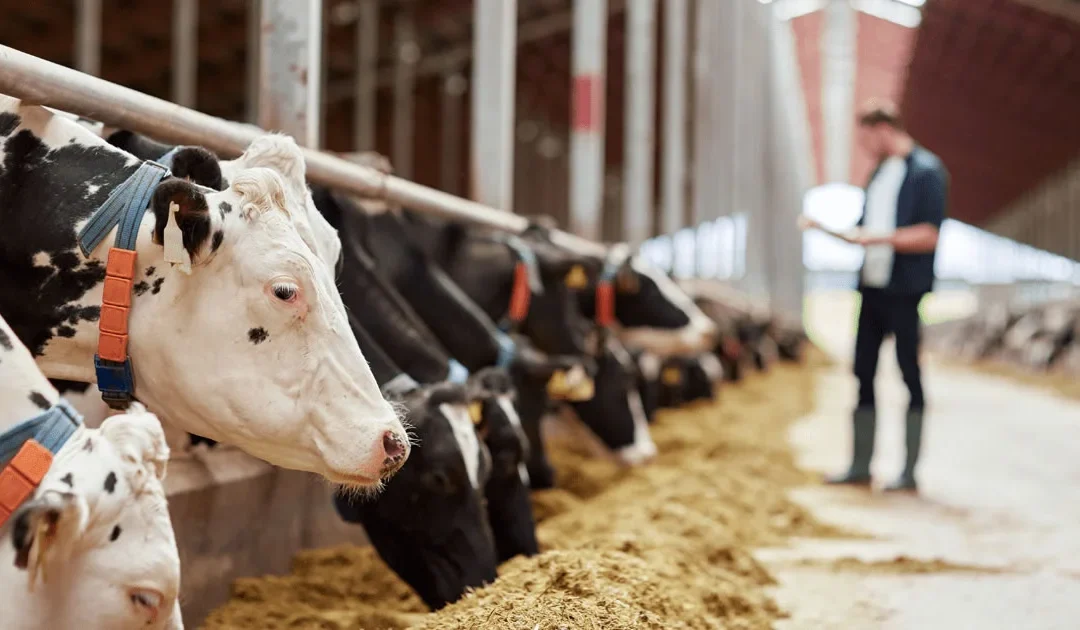  Entregaron maíz a pequeños ganaderos de la zona para que alimenten a sus animales ante la falta de pasturas