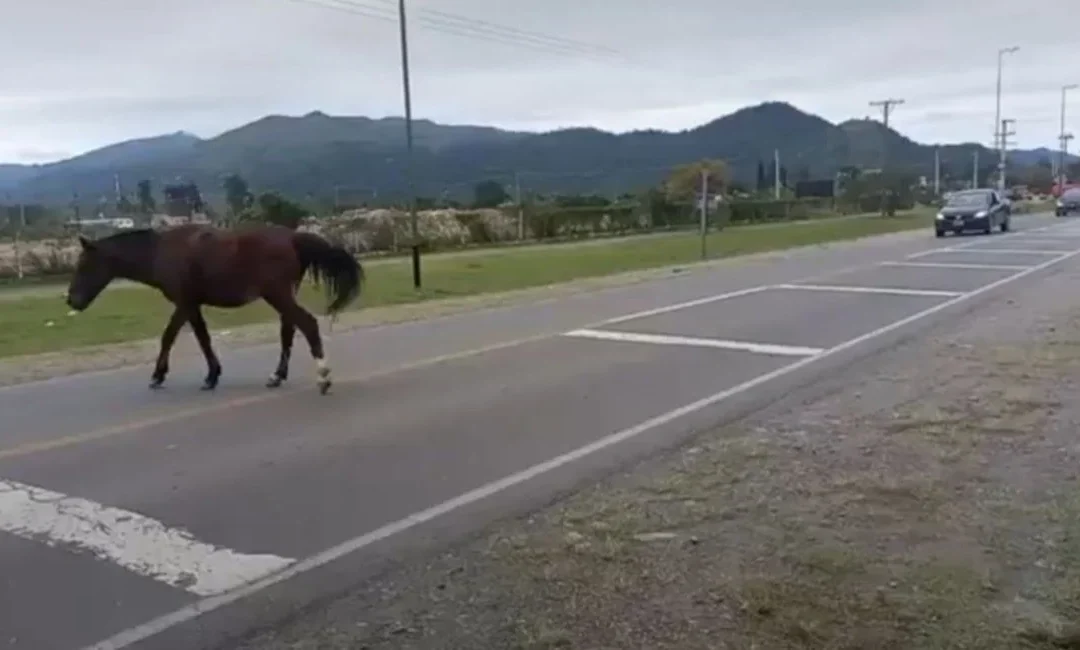 Camioneta impactó con un caballo suelto en la ruta