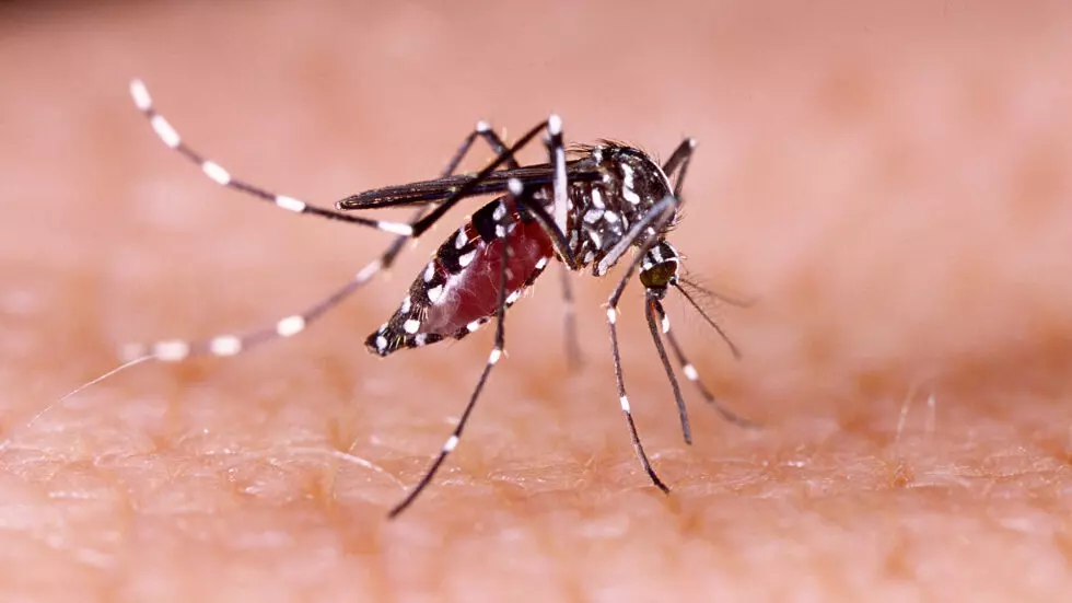 Dengue: Reportan 197 casos en toda la provincia