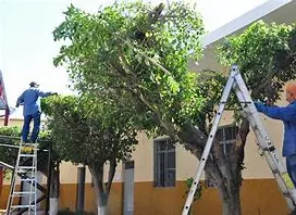 Espacios Verdes del Municipio pidió a los vecinos asesorarse sobre la poda de los árboles: «Todavía faltan algunas semanas para que se pueda podar», aseguró