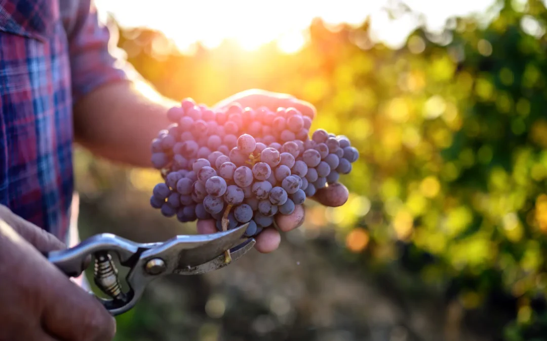 Invitan a un foro este viernes, sobre exportación para bodegas