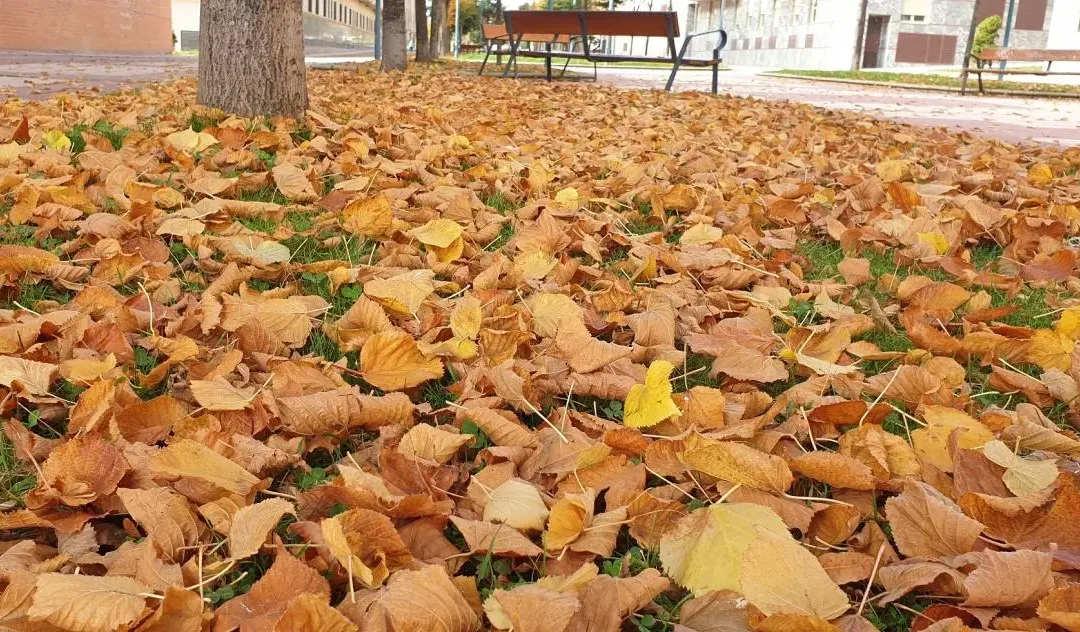 Municipio trabaja en la limpieza de espacios verdes tras la gran caída de hojas de los árboles por el viento zonda