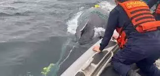 Autoridades colombianas llevaron a cabo una operación exitosa conjunta para liberar a una ballena que quedó atrapada en una red de pesca cuando pasaba por la costa pacífica
