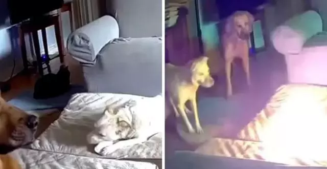 EEUU: Perro causó incendio de una casa al mordisquear una batería de litio. Las mascotas escaparon ilesas, pero las pérdidas materiales fueron totales