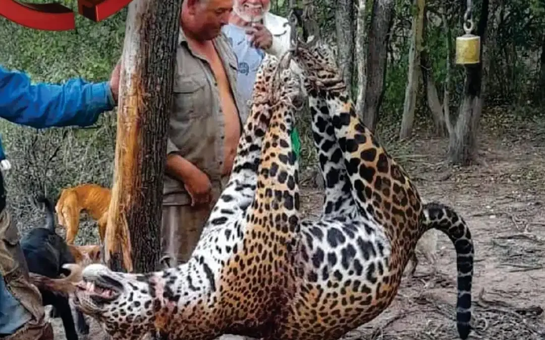 Cazaron a uno de los cinco yaguaretés que habitan en la provincia de Formosa