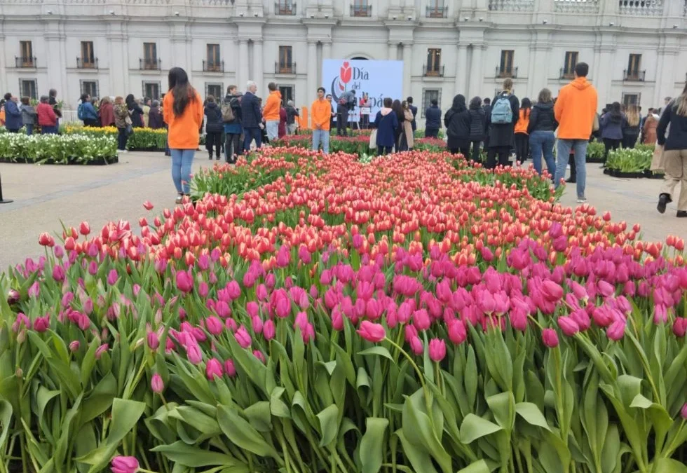 Chile celebró el Día del Tulipan: Un mar de gente se agolpó para recibir flores. Carabineros debieron despejar la zona por peleas entre los ciudadanos y varios desmayos por el calor y la aglomeración