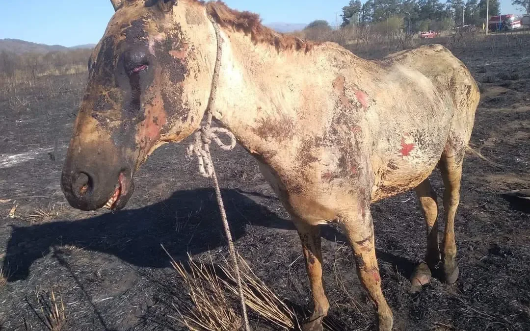 Drama en Córdoba: Criador de caballos perdió todos sus animales, y el complejo de aerosillas volvió a funcionar tras el paso del fuego