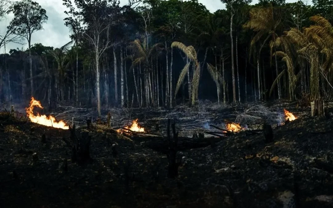 Estudio reveló que la conservación de bosques en la Amazonia, reduce las enfermedades respiratorias que se generan por la tala y la quema