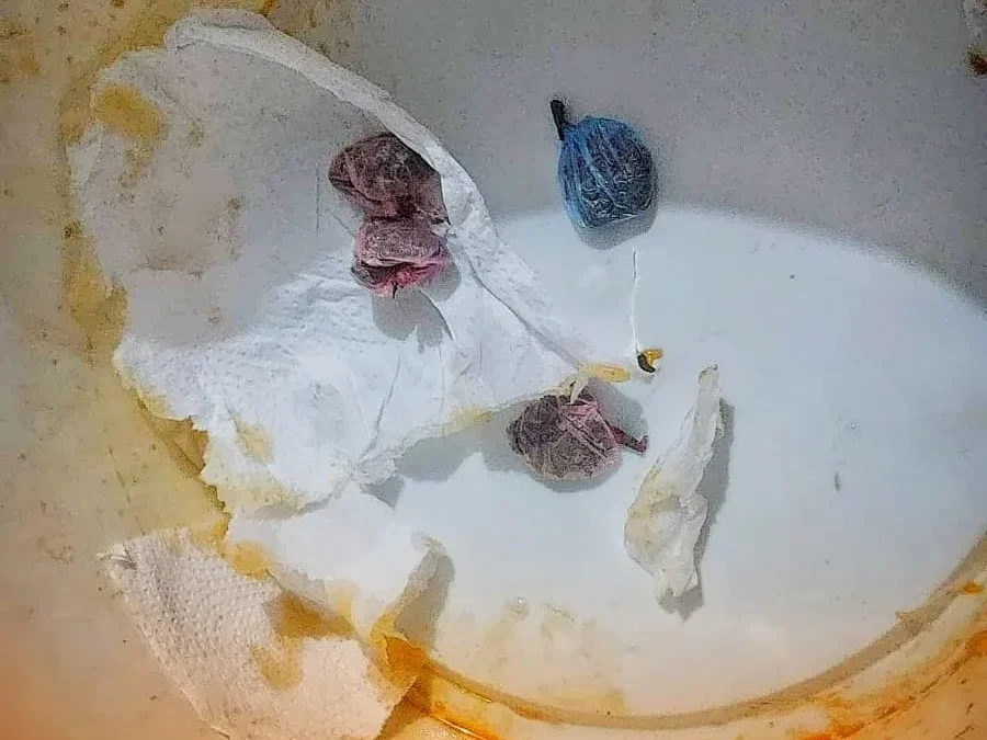 Alcaldía policial: familiar de un detenido intentó ingresar drogas en un tupper con la cena