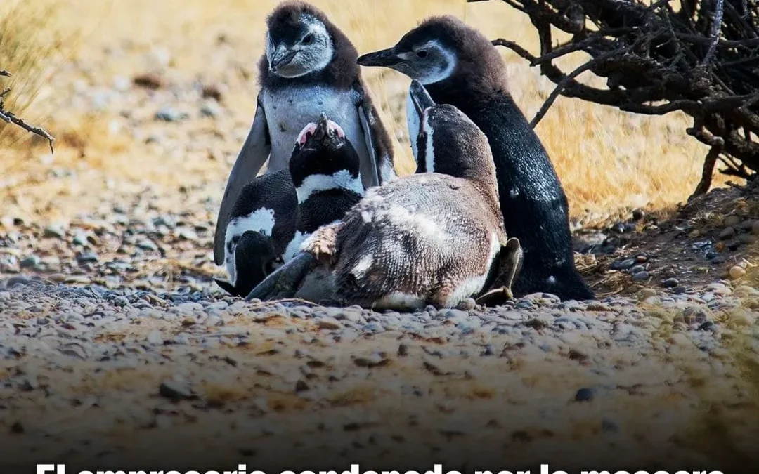 El empresario condenado por la masacre de pingüinos en Chubut, no irá a la prisión