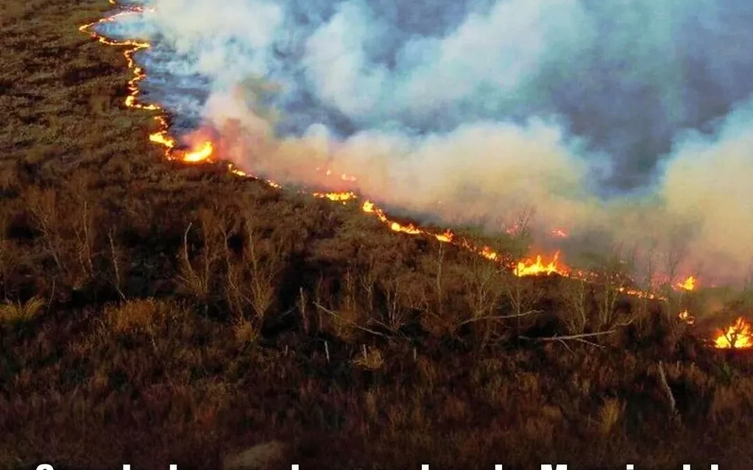 El Senado busca derogar Ley de Manejo del Fuego: Advierten que propietarios podrían usar tierras incendiadas para negocios inmobiliarios y agropecuarios