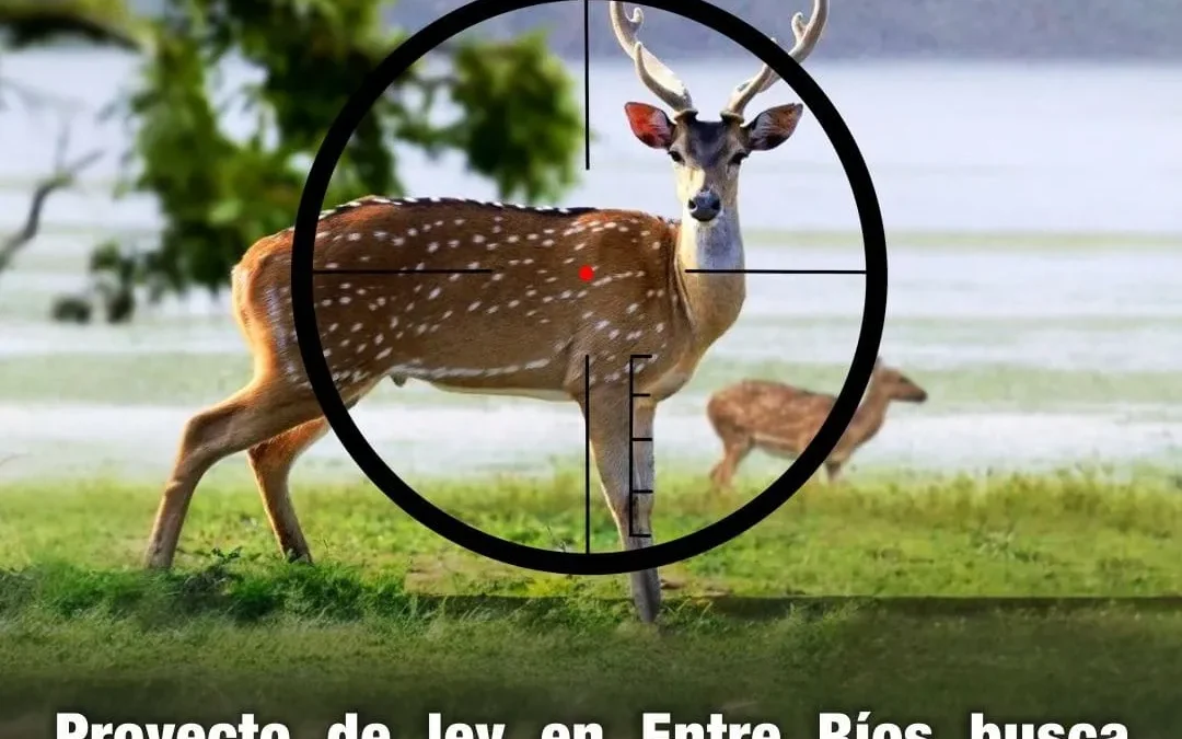 Proyecto de Ley en Entre Ríos busca declarar «plaga» a especies exóticas invasoras, como el jabalí y el ciervo axis, porque «devastan cultivos y amenazan la biodiversidad»