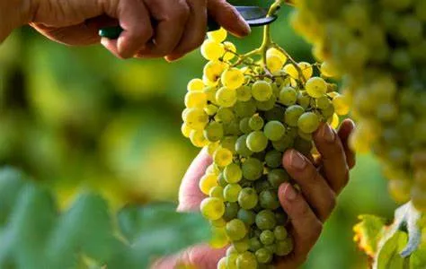 Secretaría de Trabajo celebró que cada año hay más chileciteños trabajando en las cosechas. Además, informó sobre las tareas de control sobre las condiciones laborales que realizan