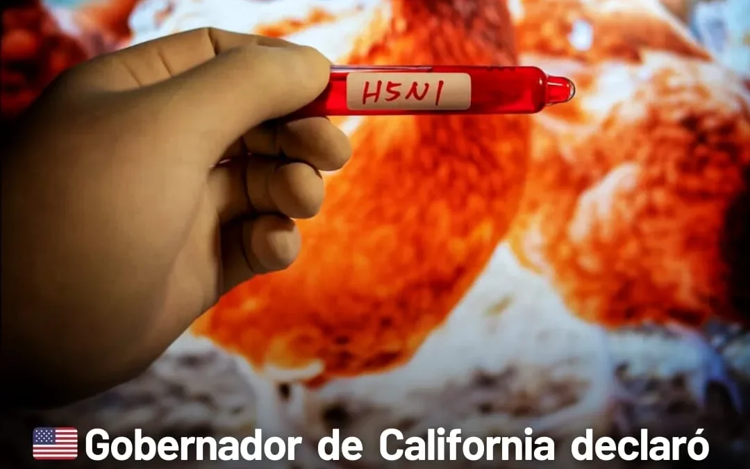 Gobernador de California declaró estado de emergencia por gripe aviar