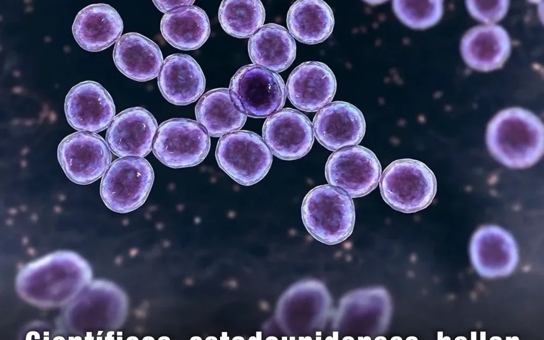 Científicos estadounidenses hallan mecanismo en bacteria que evade vacunas
