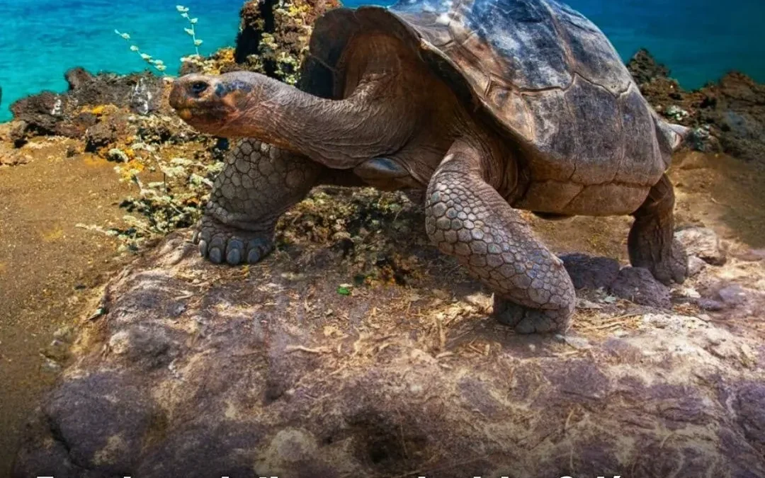 Ecuador cede tierras en las Islas Galápagos, patrimonio natural de la humanidad, a Estados Unidos