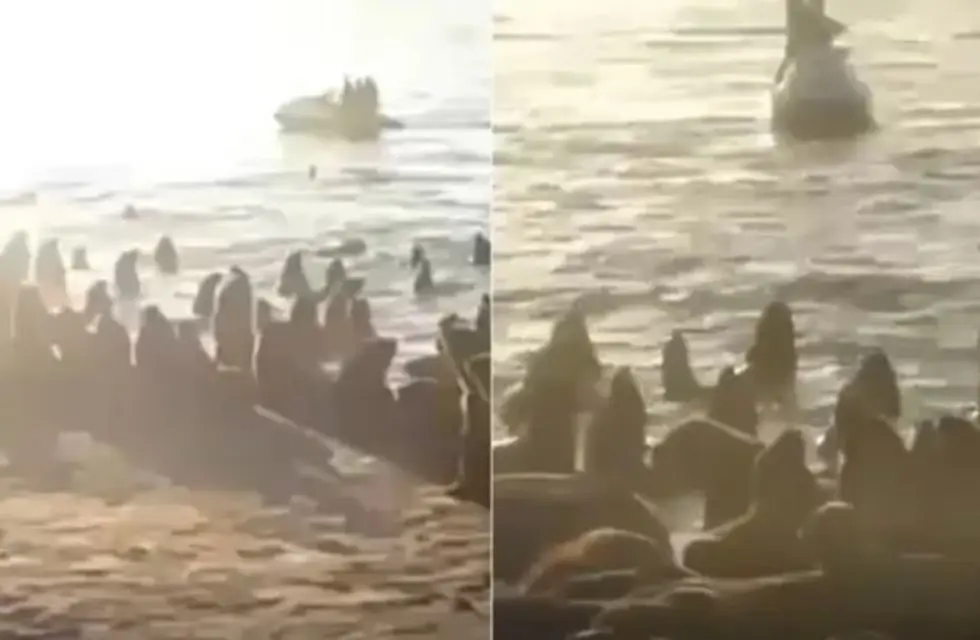 Indignación en Mar del Plata: Un hombre y dos menores molestaron y asustaron con sus motos de agua a animales marinos en una zona de reserva donde suele descansar la fauna local