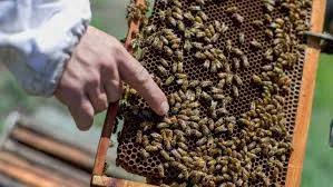 Apicultor se refirió a la problemática de enjambres y colmenas de abejas en la ciudad, y aseguró que lo mejor es sacarlos en invierno para que no haya riesgos para las personas
